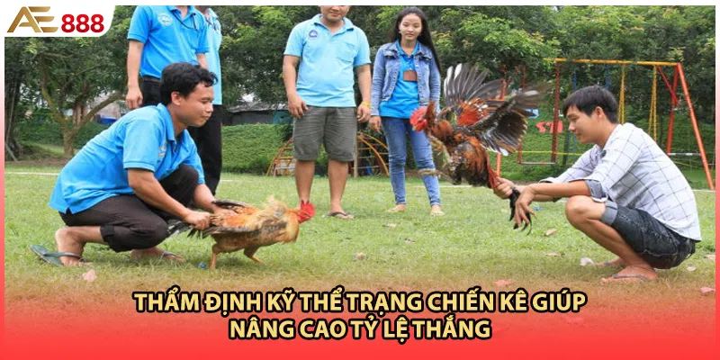 Thẩm định kỹ thể trạng chiến kê giúp nâng cao tỷ lệ thắng