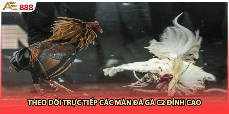 Theo dõi trực tiếp các màn đá gà c2 đỉnh cao