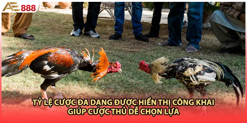 Tỷ lệ cược đa dạng được hiển thị công khai giúp cược thủ dễ chọn lựa